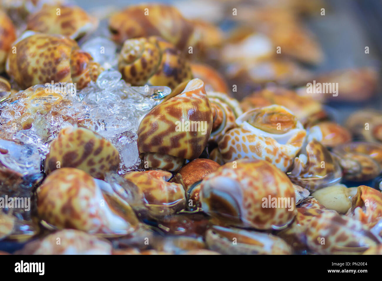 Misura Extra large di spotted Babilonia (Babylonia areolata) per la vendita al mercato del pesce. Babylonia areolata è una specie di lumaca di mare, un marine gastro Foto Stock