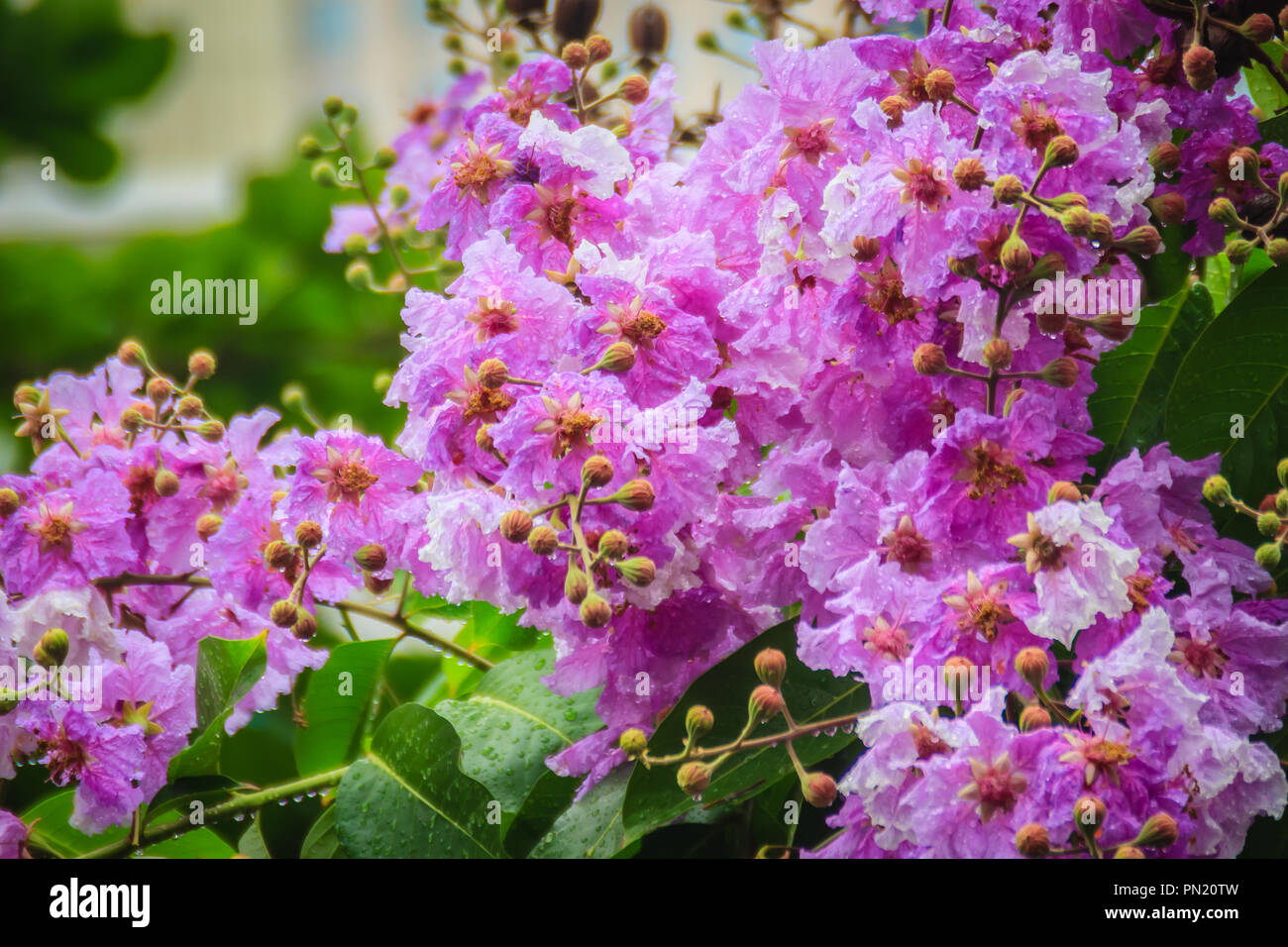 Bellissimo fiore viola di Lagerstroemia speciosa (arricciato gigante-mirto, Queen's arricciato-mirto, impianto di banaba per le Filippine, o orgoglio dell India), la specie Foto Stock