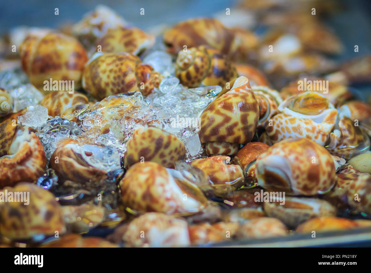 Misura Extra large di spotted Babilonia (Babylonia areolata) per la vendita al mercato del pesce. Babylonia areolata è una specie di lumaca di mare, un marine gastro Foto Stock