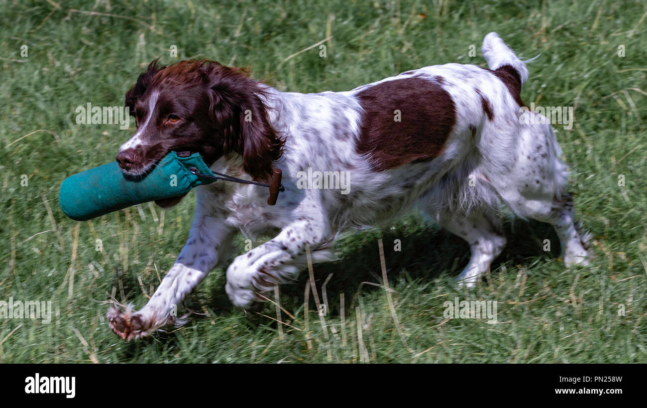 Attività della Chatsworth House, tra cui cani da fuoco, eventi e mostre campestri Foto Stock