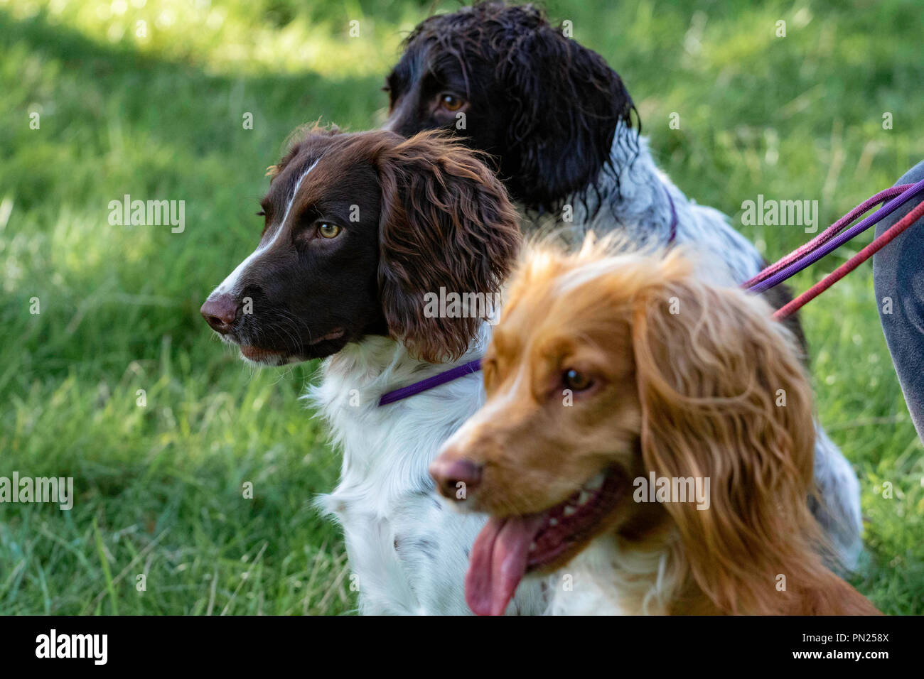 Attività della Chatsworth House, tra cui cani da fuoco, eventi e mostre campestri Foto Stock