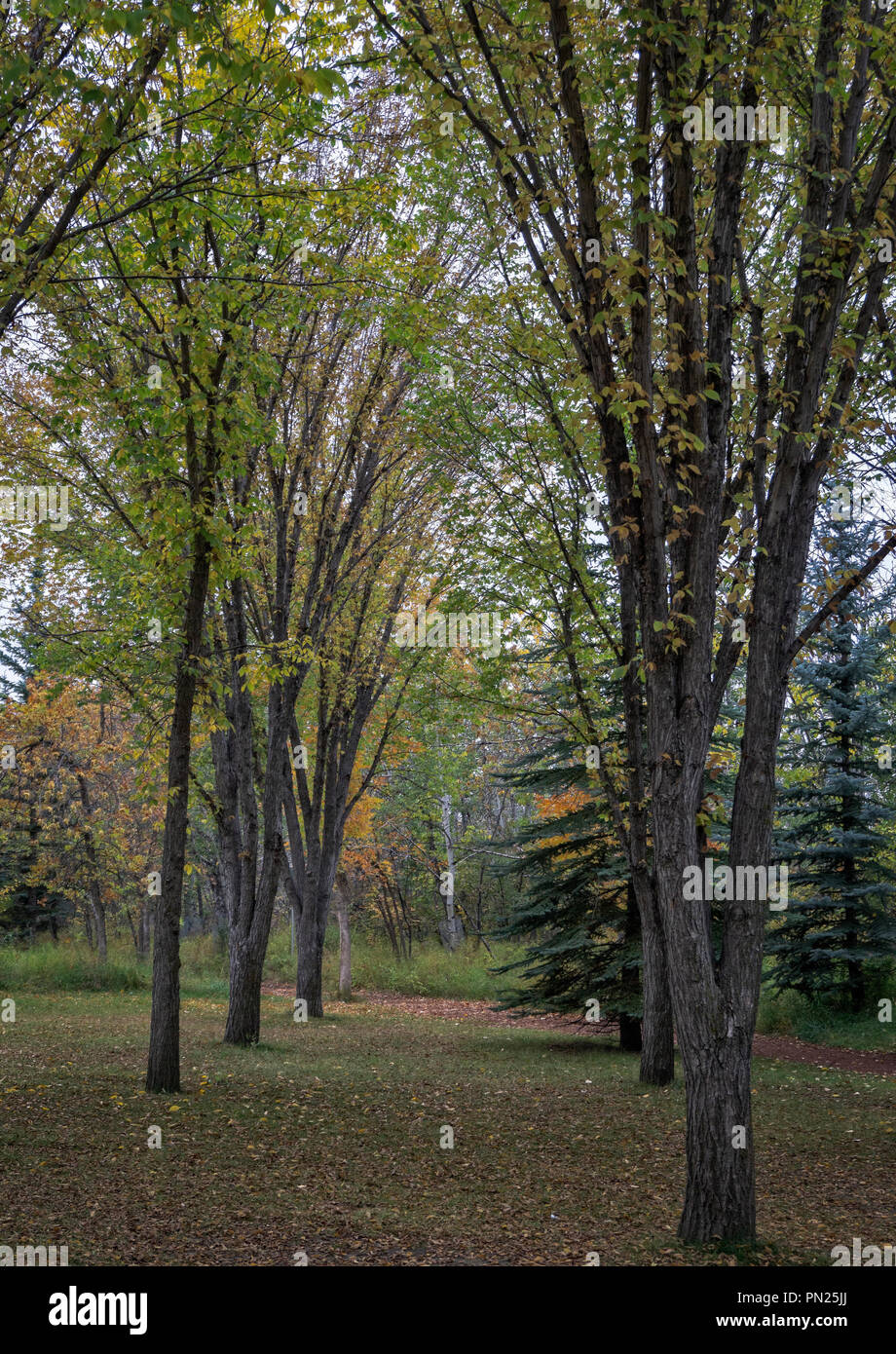 Edworthy Park Calgary Alberta Canada Foto Stock