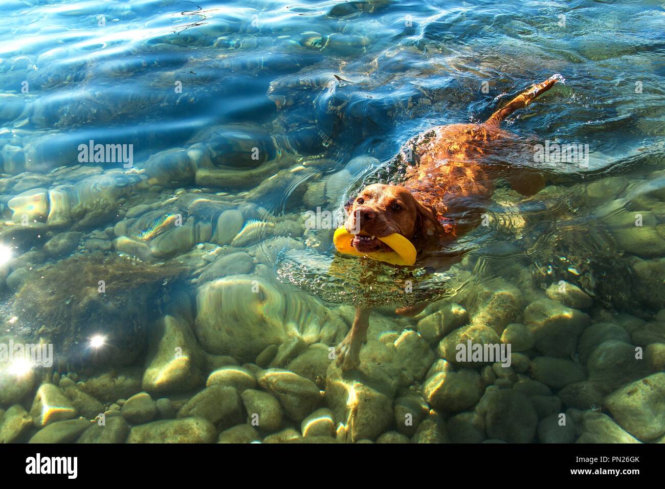 Il puntatore ungherese Vizsla nuota nel mare. Il cane gioca nell'acqua. Addestramento del cane. Giornata estiva con un cane in riva al mare Foto Stock