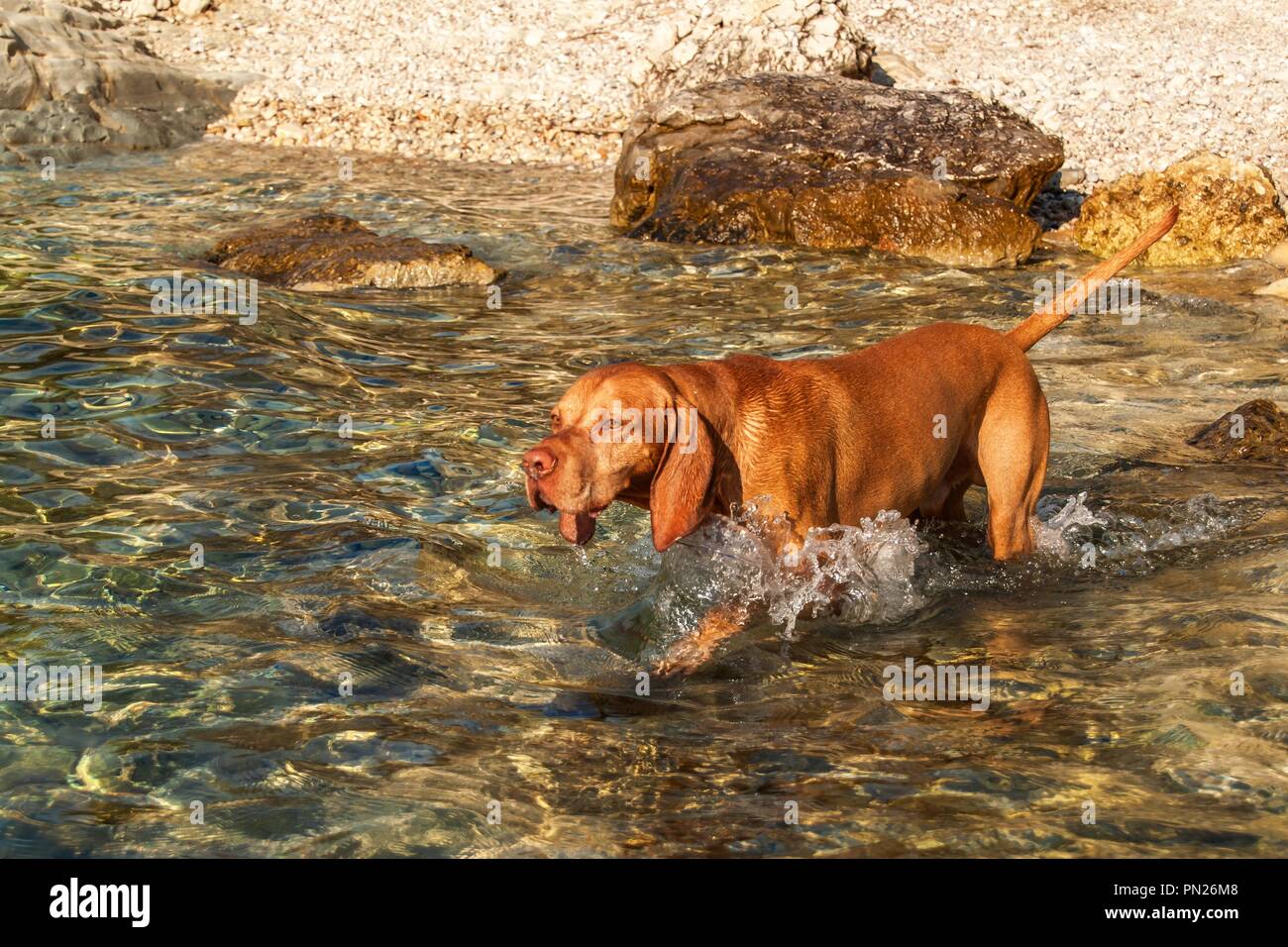 Il puntatore ungherese Vizsla nuota nel mare. Il cane gioca nell'acqua. Addestramento del cane. Giornata estiva con un cane in riva al mare Foto Stock
