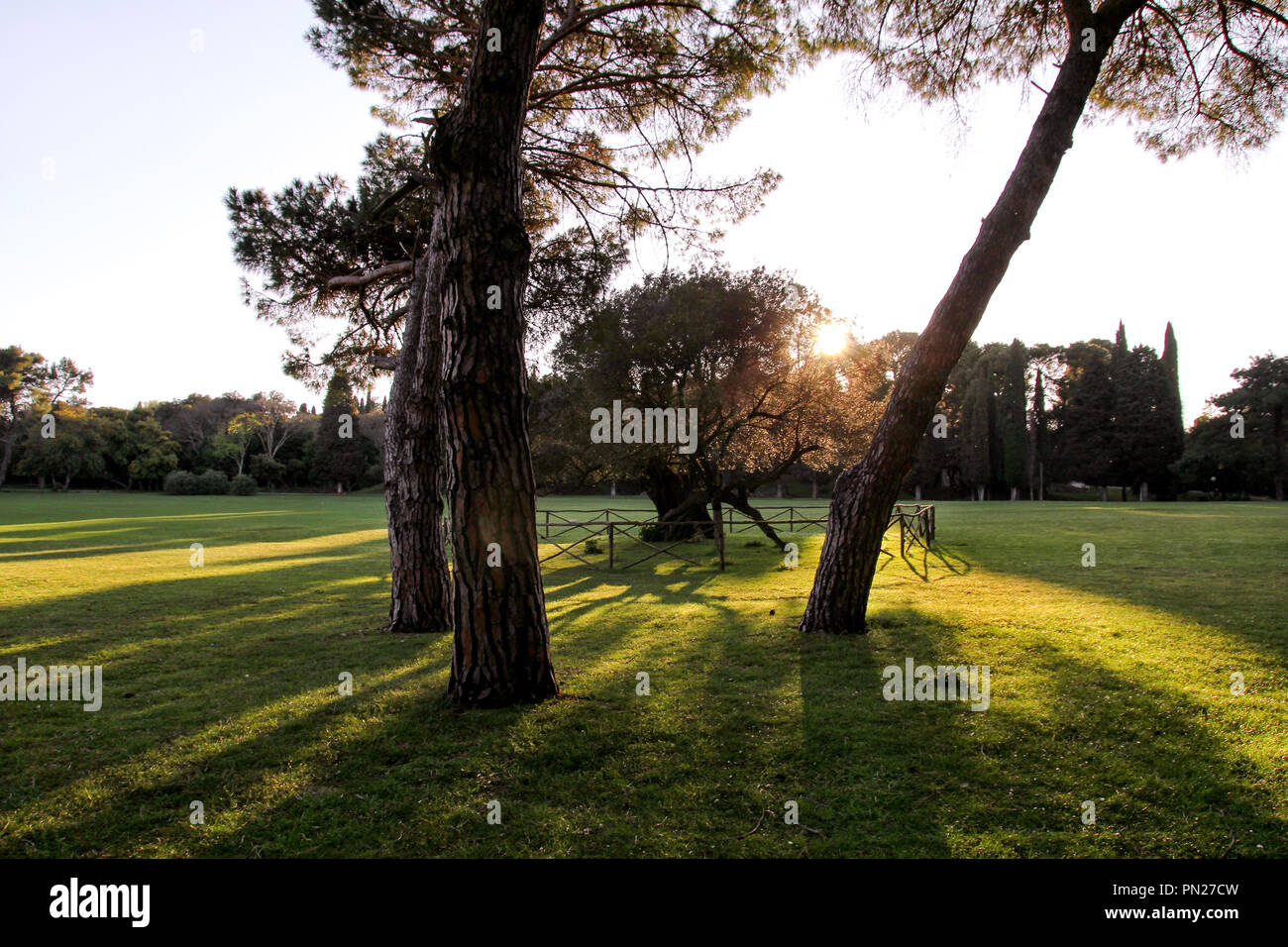 Alba nel giardino di olivi. Vecchio olivo con sorprendente raggi del sole in un paesaggio fantastico ambiente naturale. Splendida e romantica frutteto con alberi colorati. Foto Stock