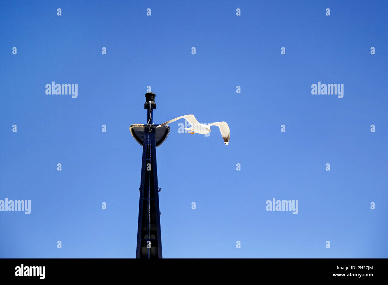 Gabbiano uccello vola nel cielo sopra il mare. White Bird seagull battenti dalla nave del montante. Gabbiani battenti intorno al montante di yacht a vela. Viaggi, naturale. Foto Stock