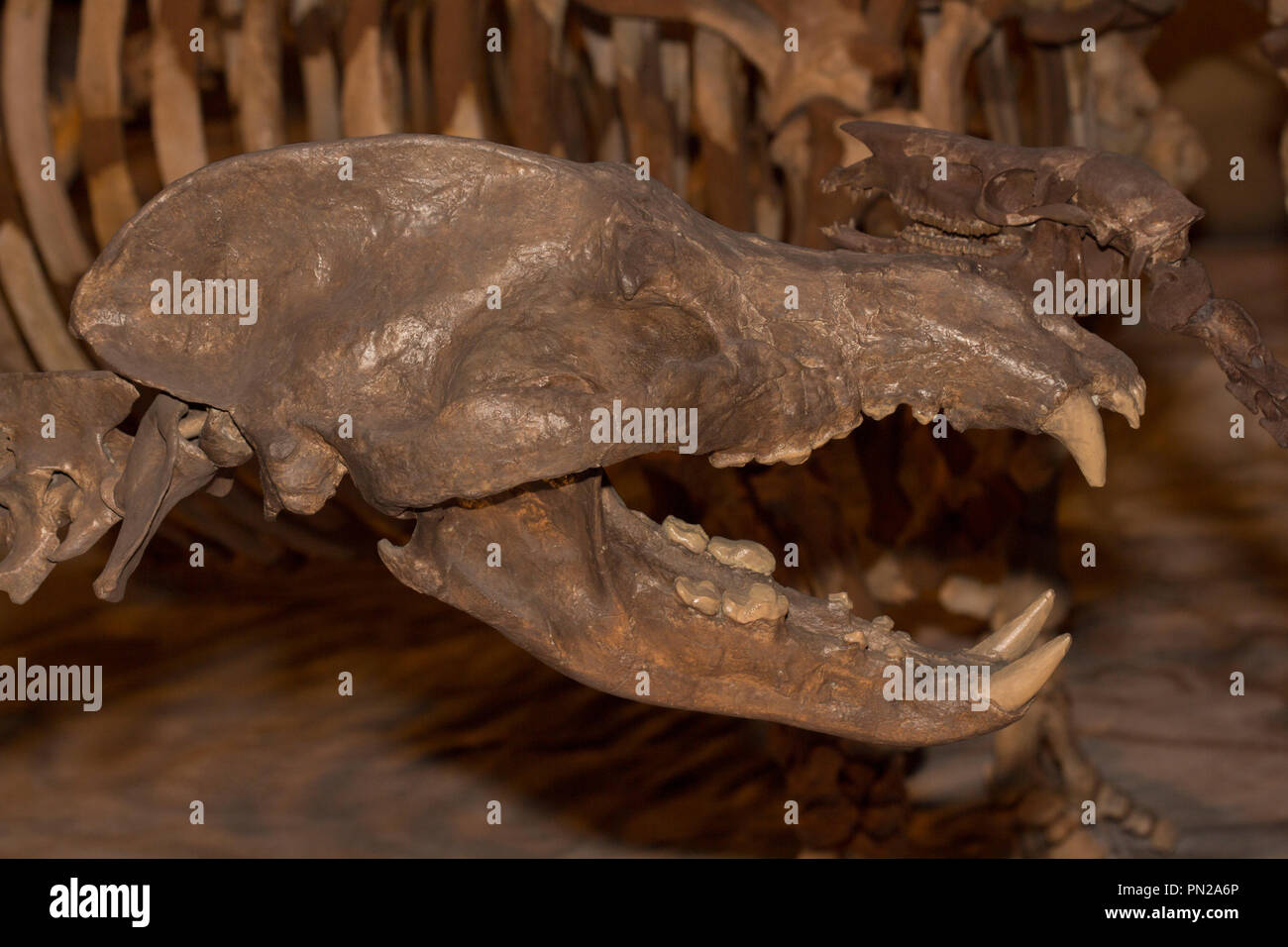 Cranio fossile di un gigante Bear-Dog, Amphicyon longiramus, 18 milioni di anni fa dal Miocene periodo. Foto Stock