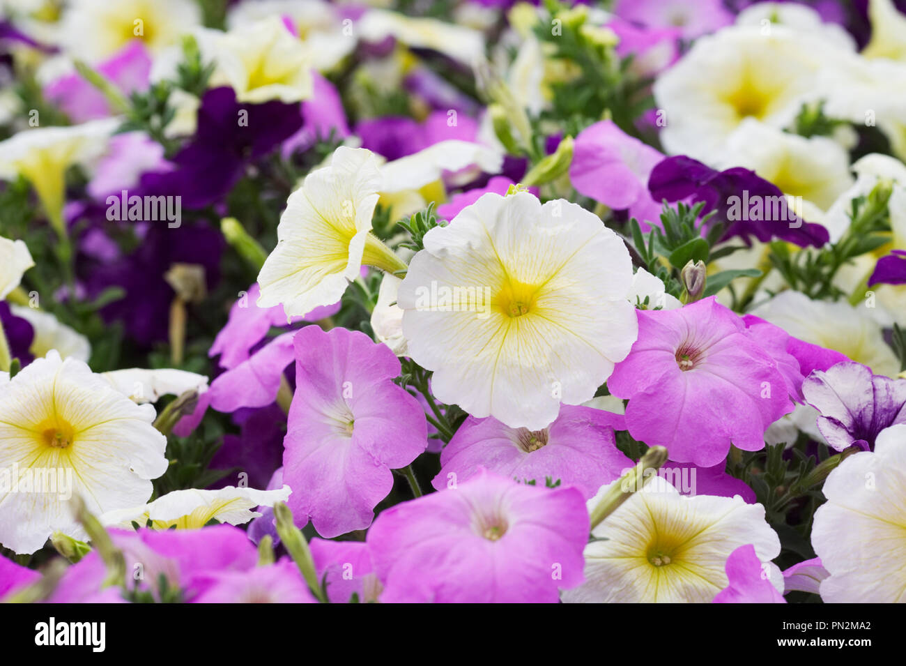 X Petunia hybrida 'Madness Moonlight Mix di fiori. Foto Stock