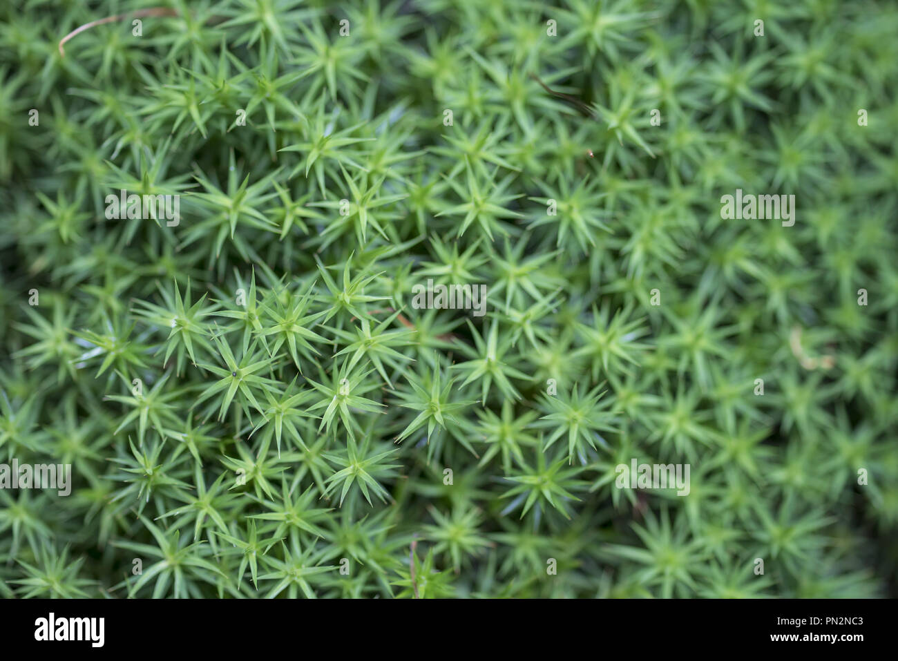 Polonia, Muschio verde; stelle verdi; Vista macro di un tappeto di muschio forestale verde denso con foglie a forma di stella che formano un motivo naturale. Foto Stock