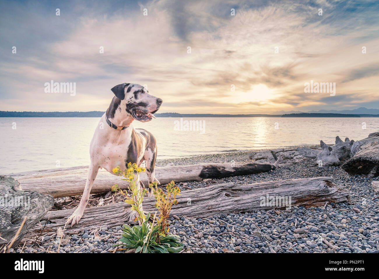 Arlecchino alano cane sul driftwood beach Foto Stock