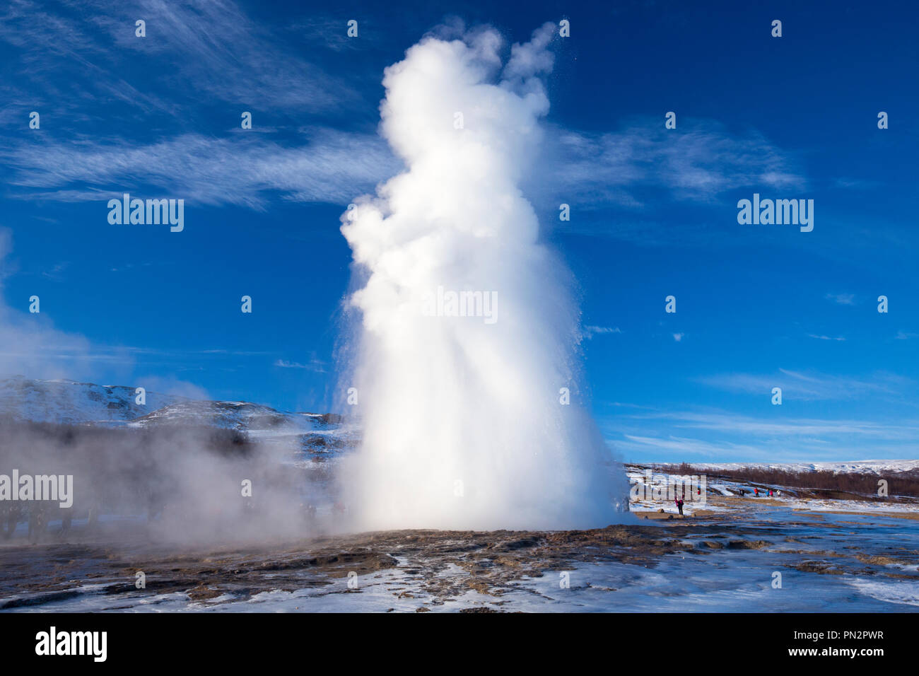 In eruzione molla fontana Strokkur geyser di Geysir area geotermale un campo di piscine di acqua calda e acqua erogatori è uno di Islanda più famoso geyser Foto Stock