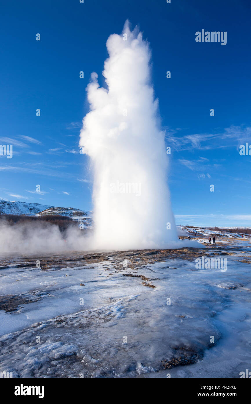 In eruzione molla fontana Strokkur geyser di Geysir area geotermale un campo di piscine di acqua calda e acqua erogatori è uno di Islanda più famoso geyser Foto Stock