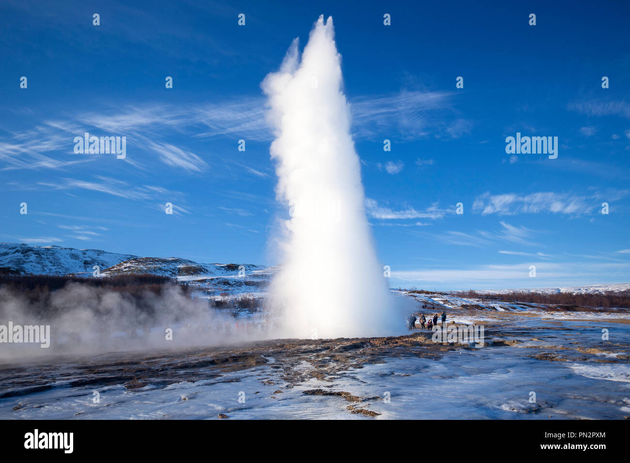 In eruzione molla fontana Strokkur geyser di Geysir area geotermale un campo di piscine di acqua calda e acqua erogatori è uno di Islanda più famoso geyser Foto Stock