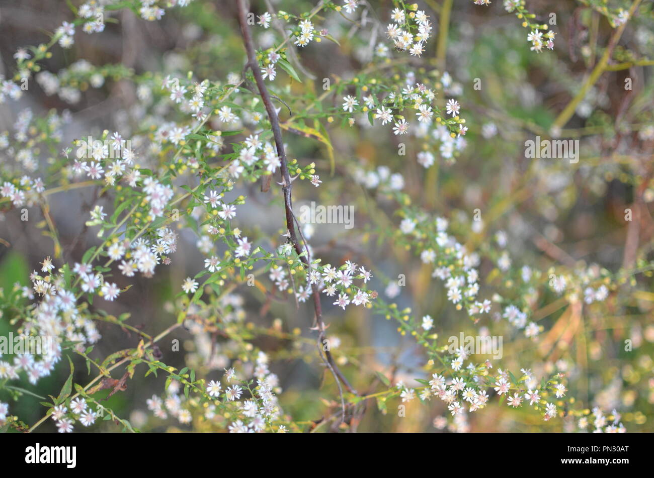 Vite tramite piccoli fiori bianchi Foto Stock