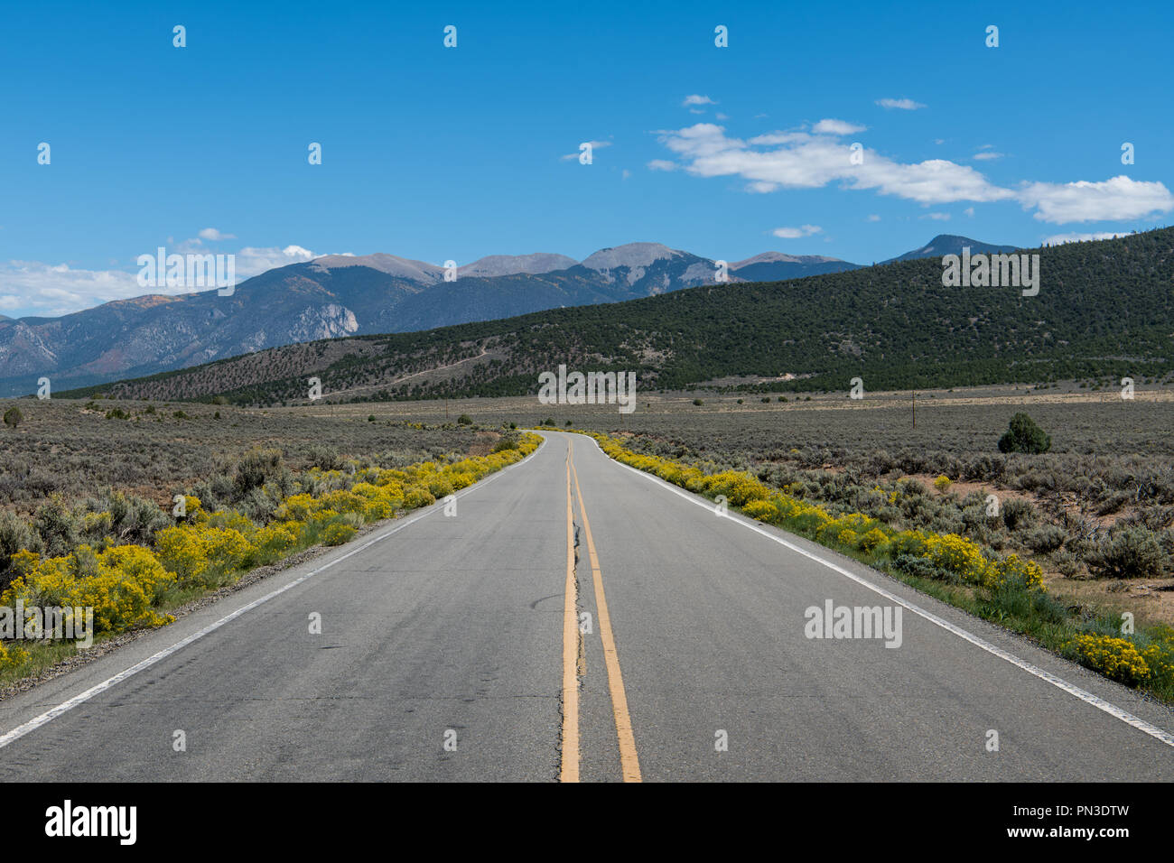 Autostrada circondata da giallo cespugli fioriti curvando in lontananza verso la Sangre de Cristo mountain range in New Mexico settentrionale Foto Stock