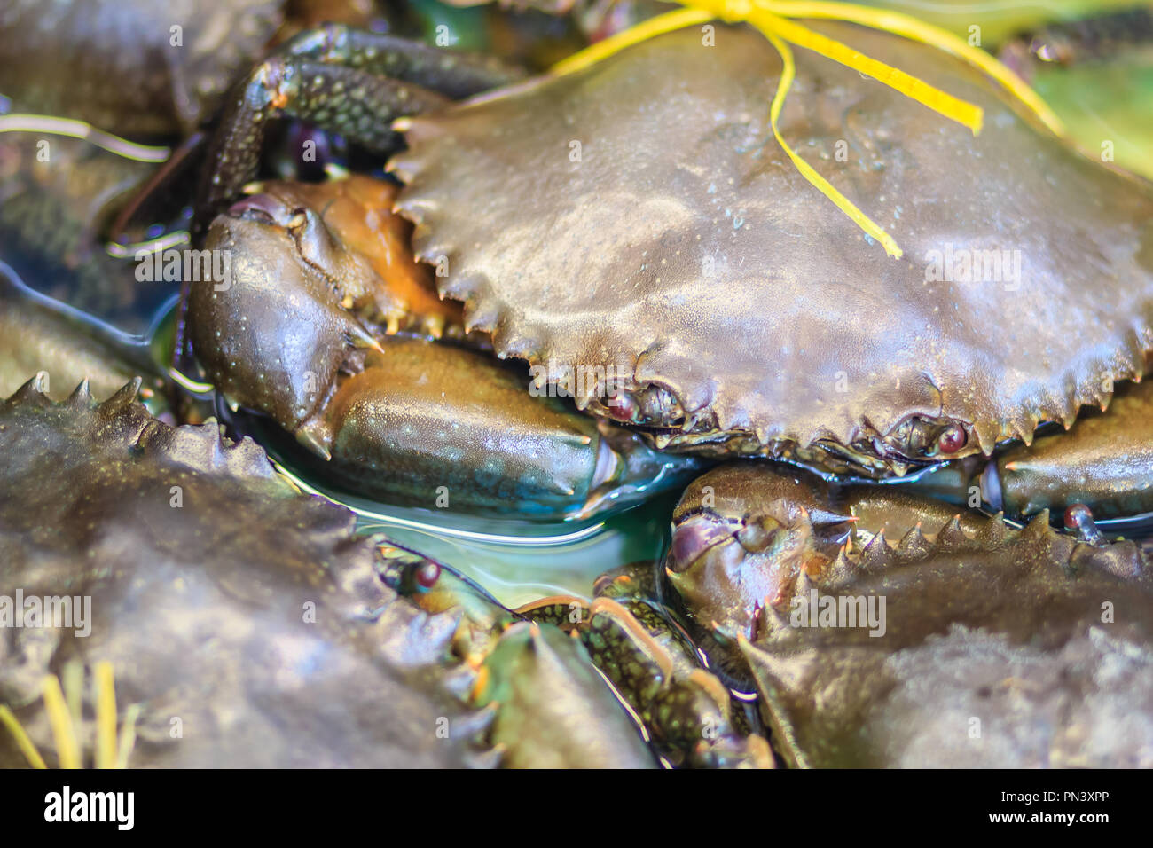 Guscio molle seghettato granchio del fango (mangrovie, granchio granchio nero) per la vendita al mercato di frutti di mare. Soft-shell granchio è un termine culinario per i granchi che hanno recentem Foto Stock