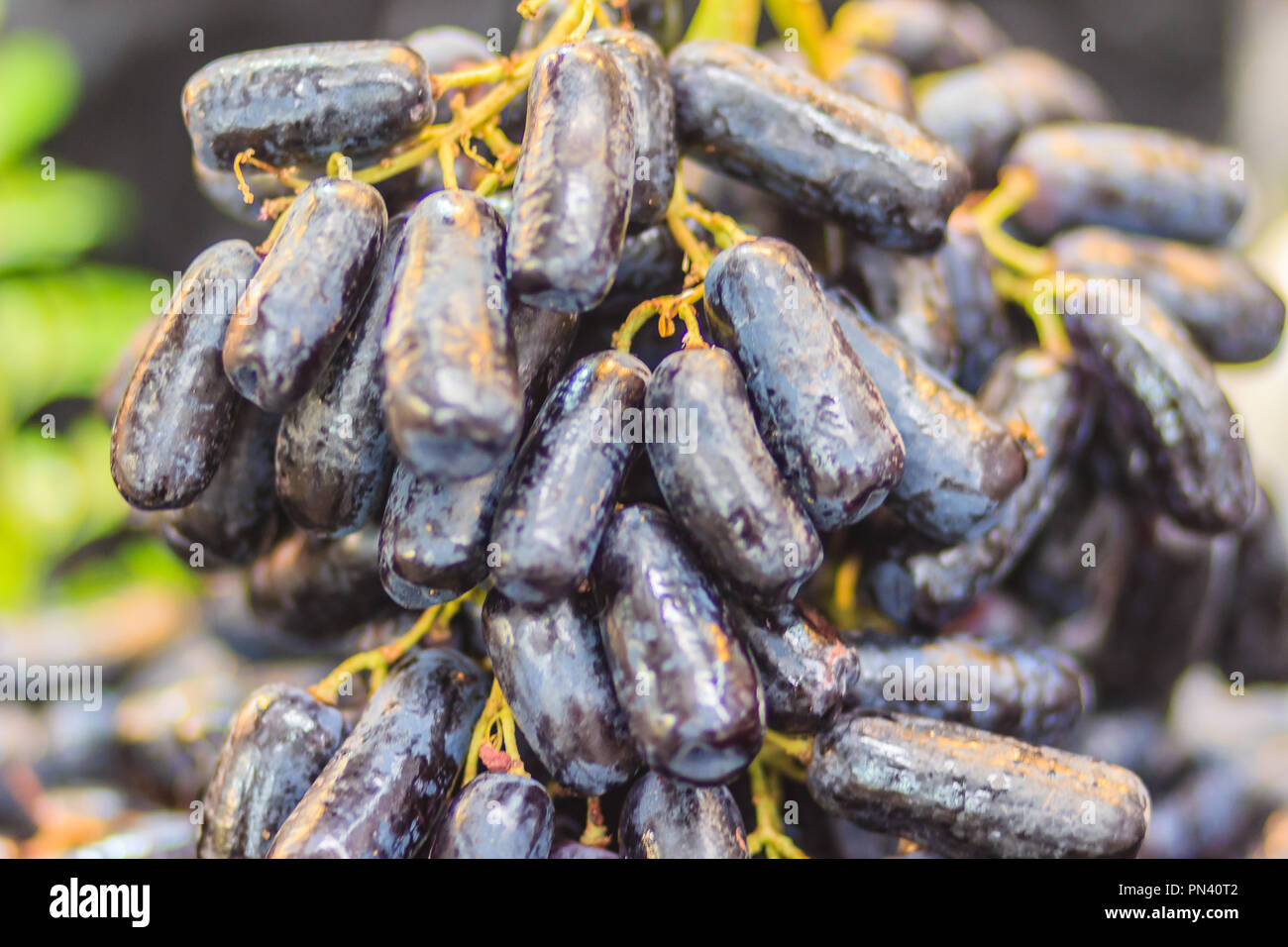 Extra di dimensioni jumbo di nero seedless Luna scende uva o strega dita uva per la vendita al mercato della frutta. Dolce organico lungo nero uve zaffiro su s Foto Stock