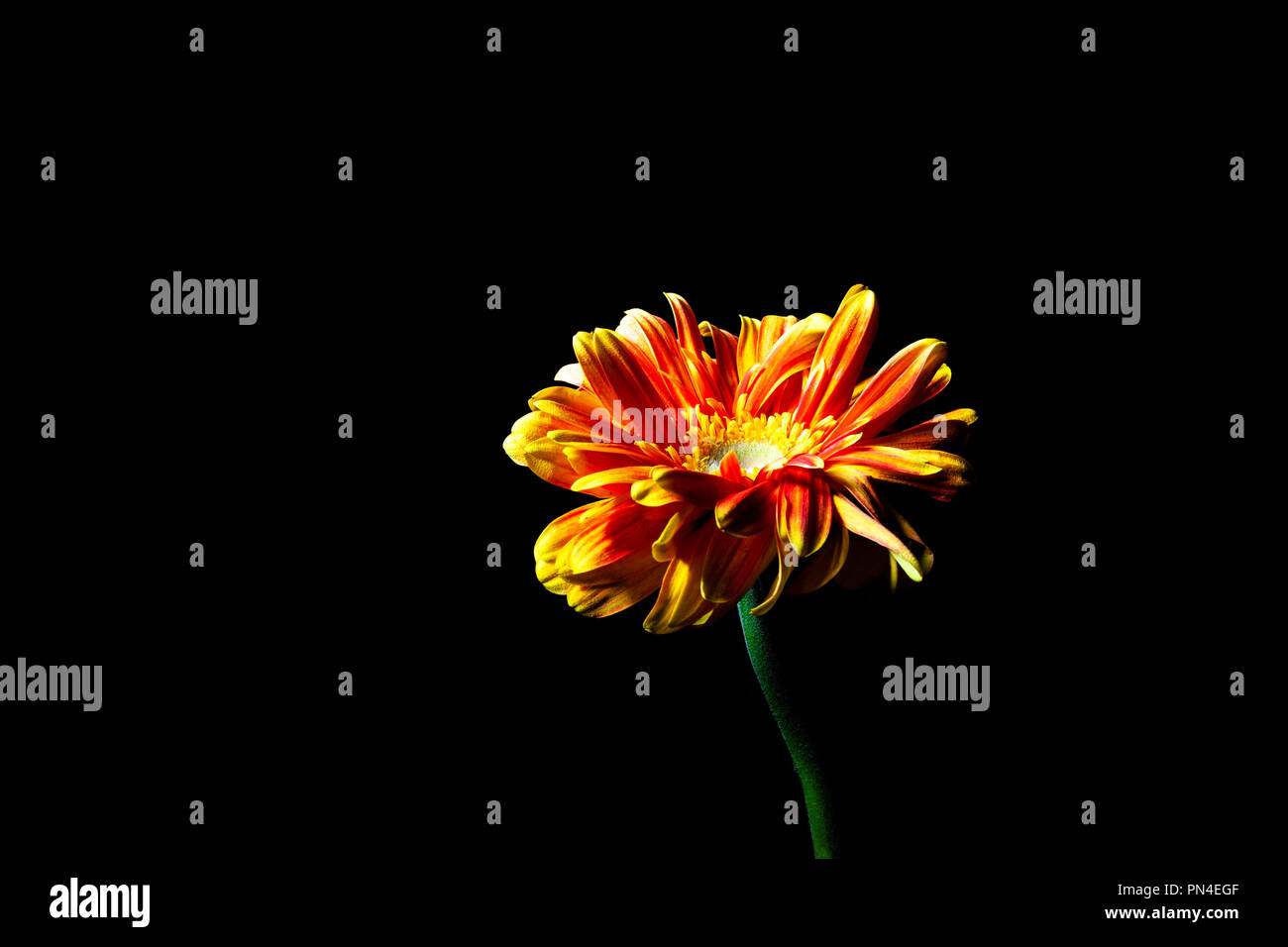 Rosso arancione daisy incandescente al buio con spazio di copia Foto Stock