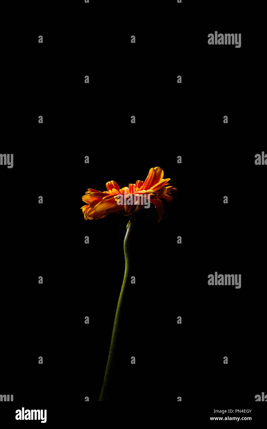 Daisy in rosso - arancione su un lungo stelo isolato su nero - immagine verticale Foto Stock