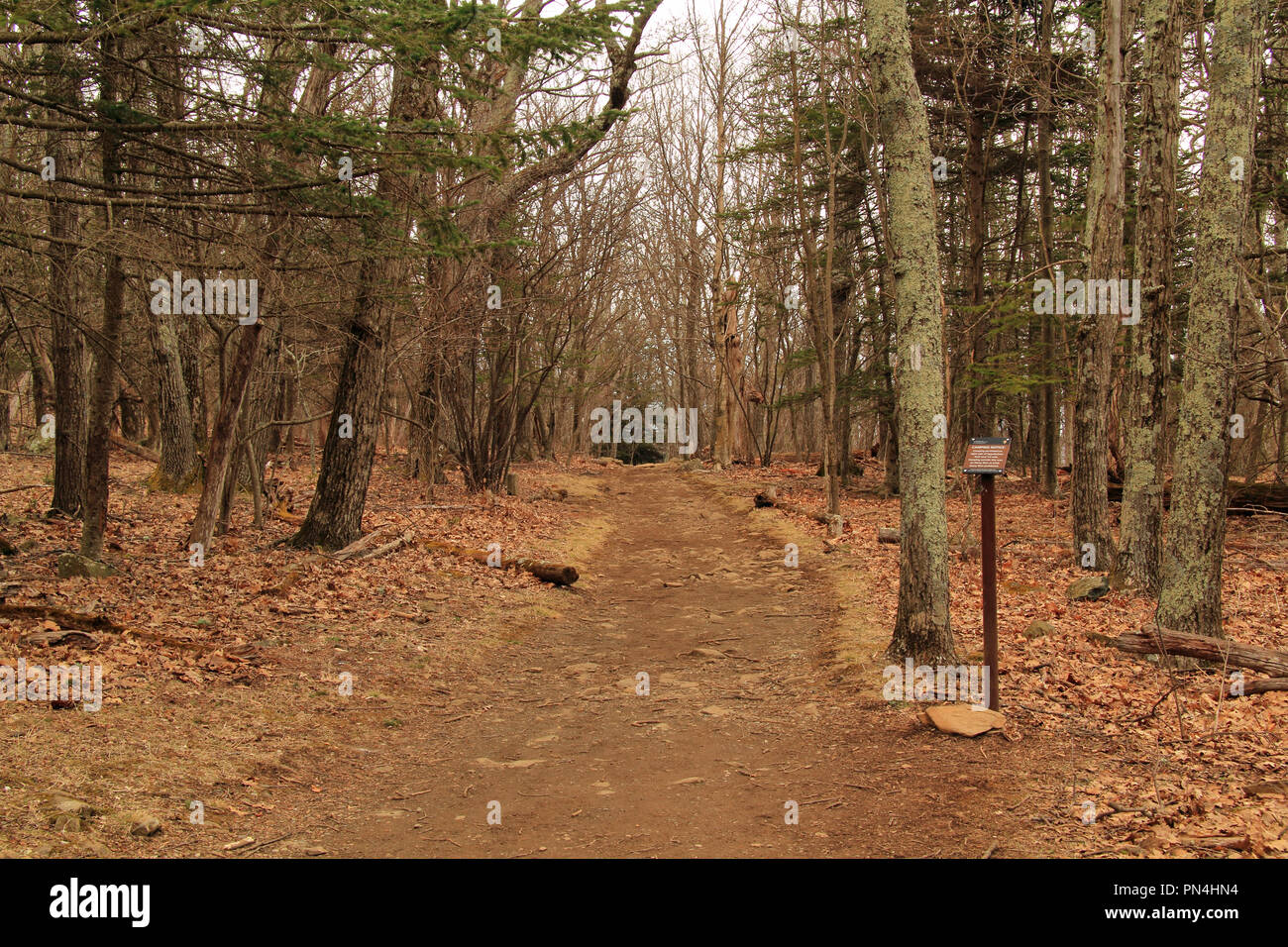 Appalachian Trail nel Parco Nazionale di Shenandoah nello stato della Virginia Foto Stock