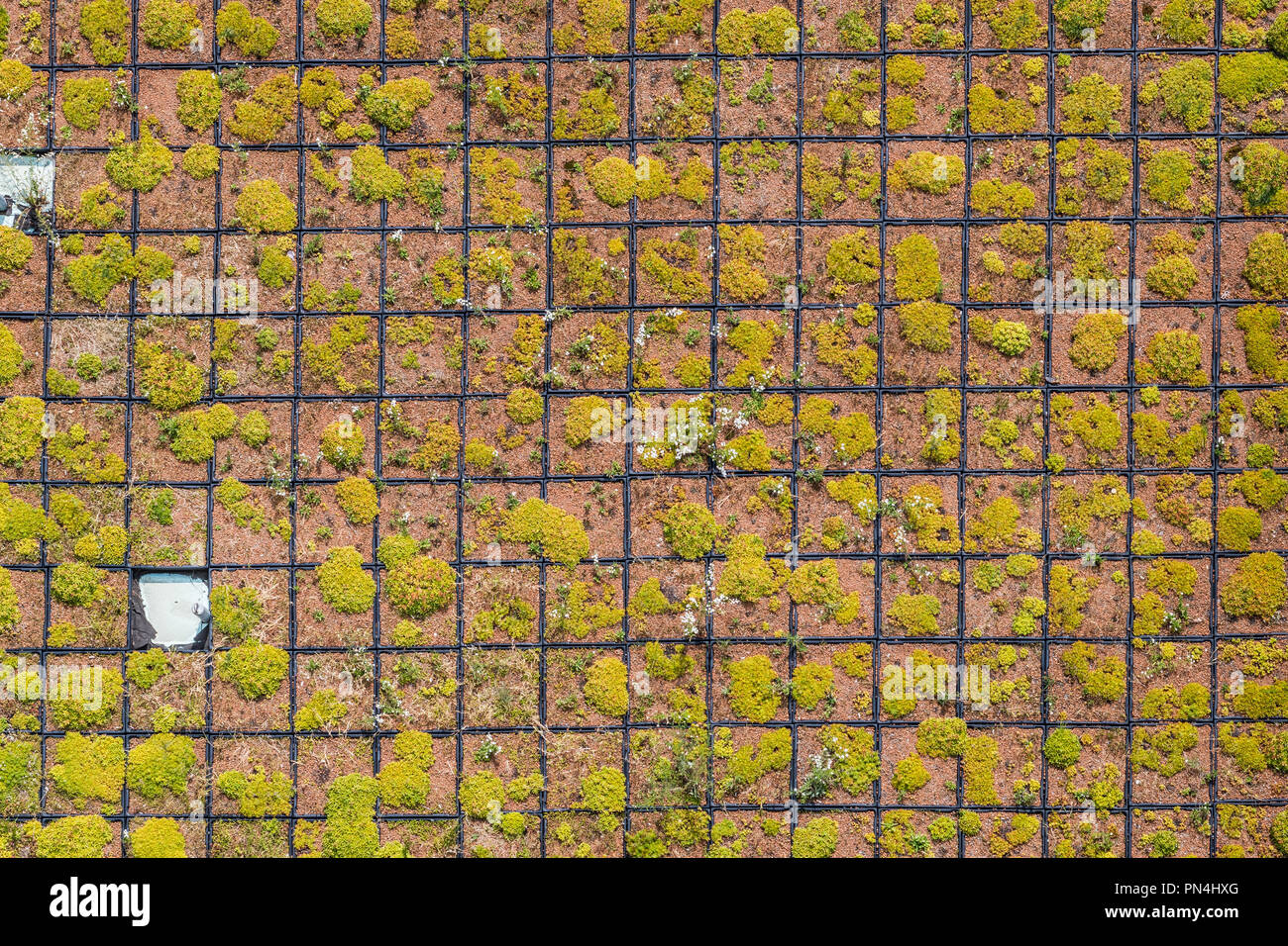 Vista aerea della griglia plantings del tetto verde Foto Stock