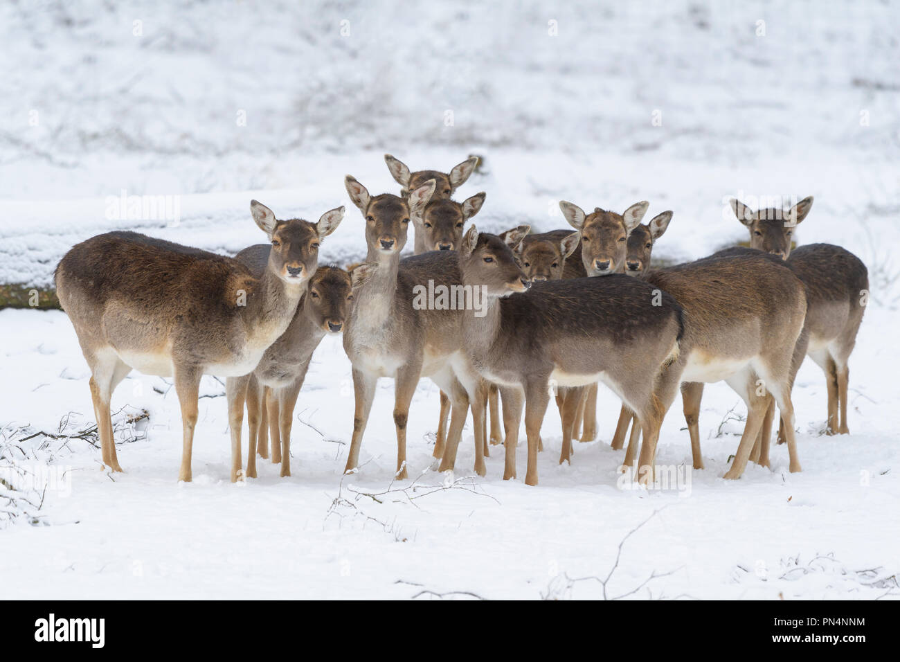 Daini in inverno, Dama Dama, Germania Foto Stock