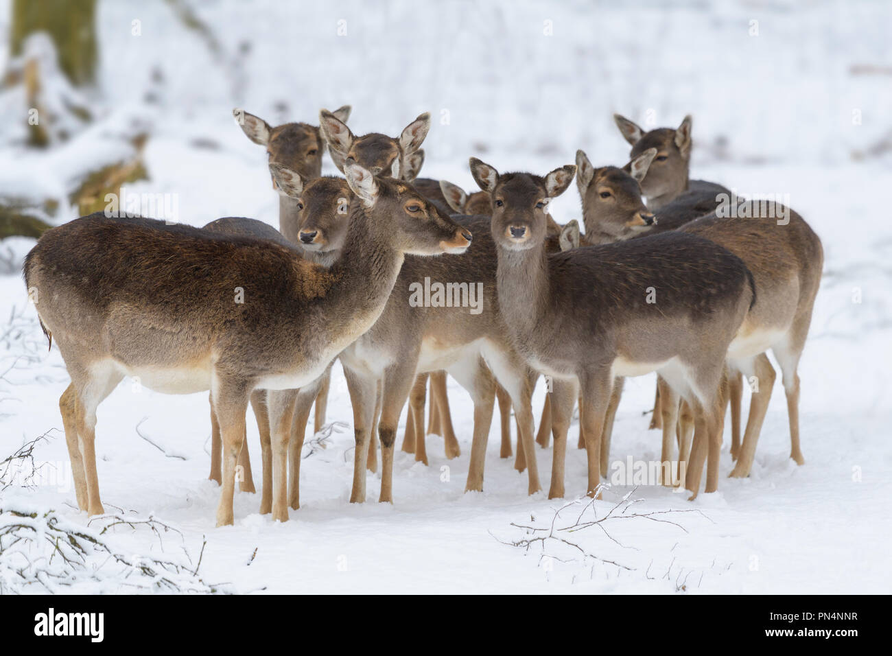 Daini in inverno, Dama Dama, Germania Foto Stock