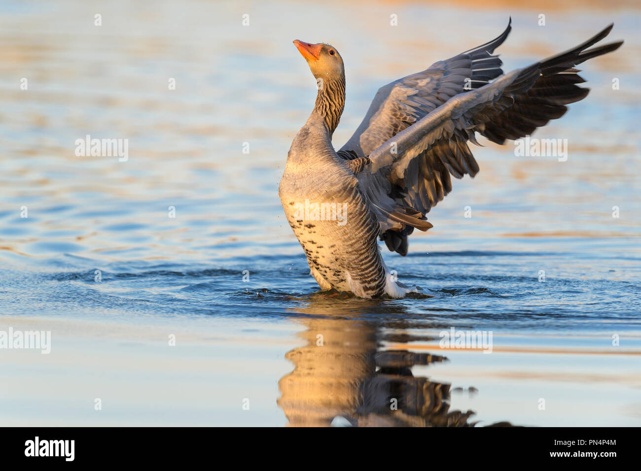 Oca Graylag, Anser anser, in acqua, i battiti con alette Foto Stock