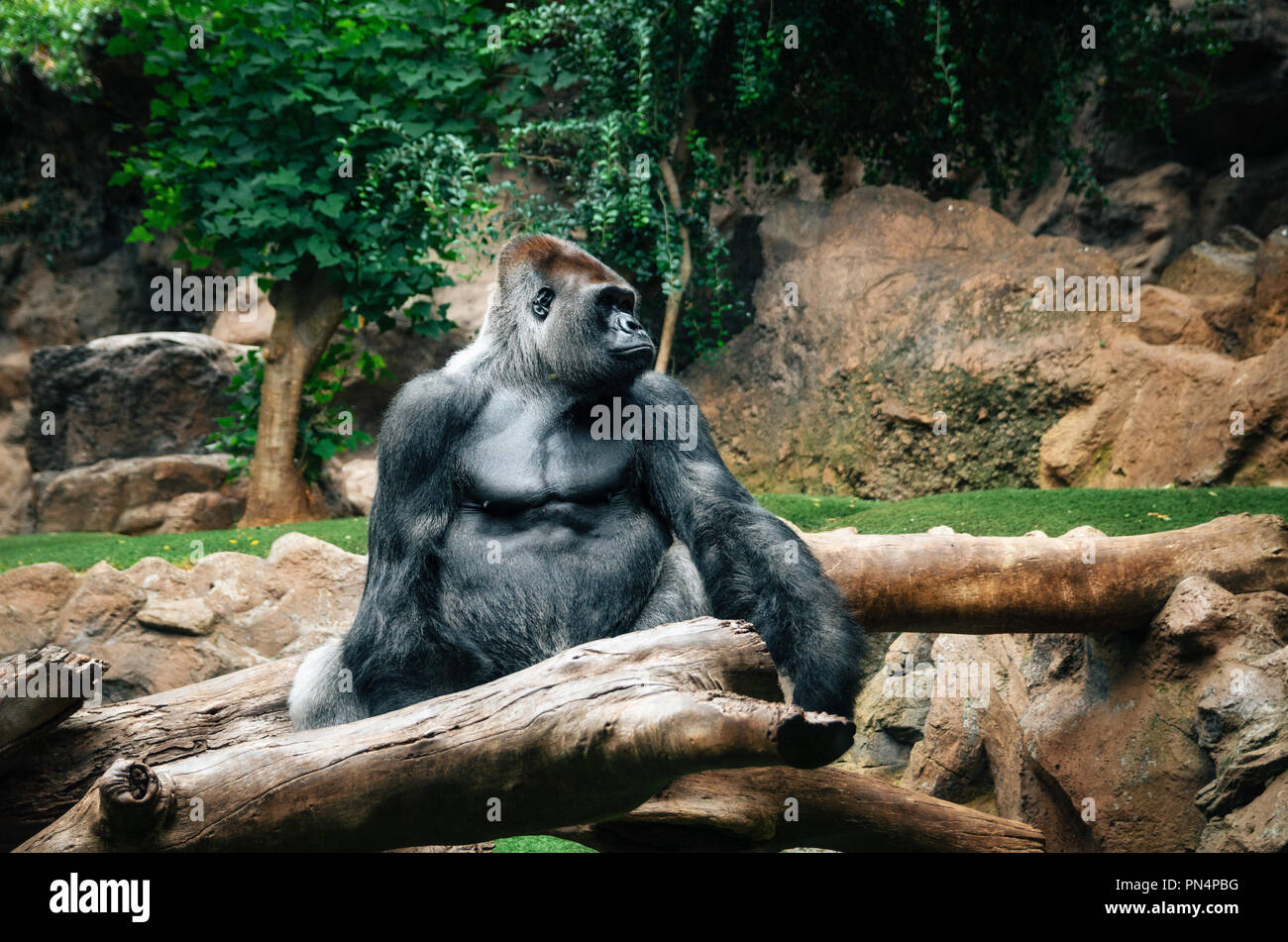 Ritratto di grande gorilla nero seduto sul log allo zoo, all'aperto nel Loro Parque, Tenerife, Isole canarie, Spagna Foto Stock