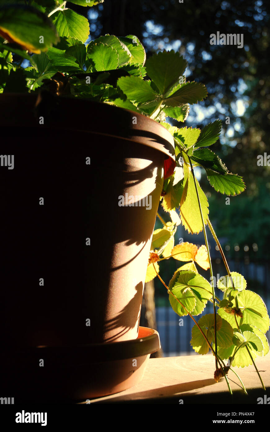Vasi di piante di fragola illuminata dal sole di setting Foto Stock
