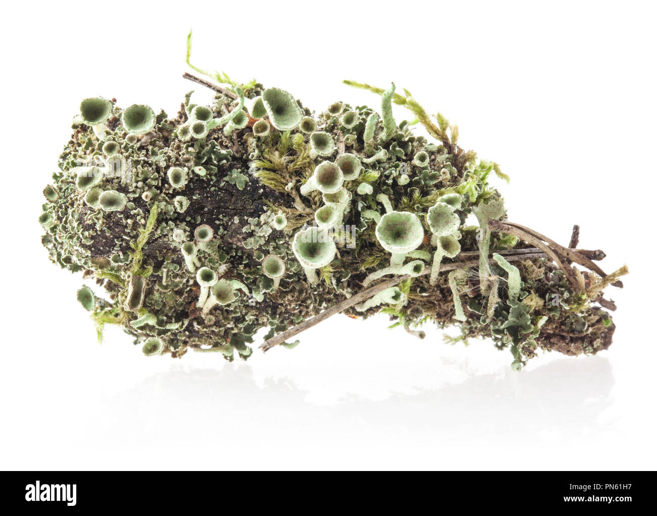 Licheni Cladonia chlorophaea (Flörke ex Sommerf.) farinoso Pixie-cup Lichen isolati su sfondo bianco Foto Stock