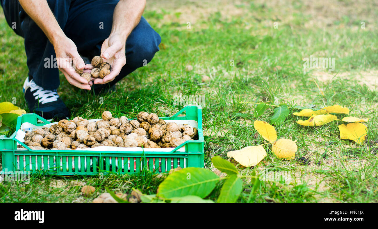 Uomo a raccogliere le noci caduti nel campo Foto Stock