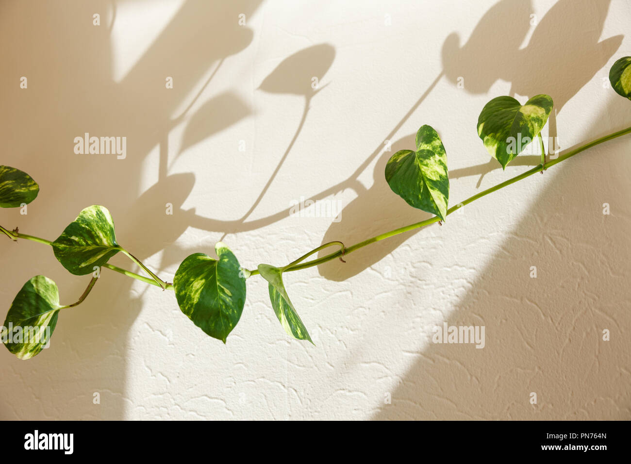 Ivy foglie verdi e ombra sul muro Foto Stock