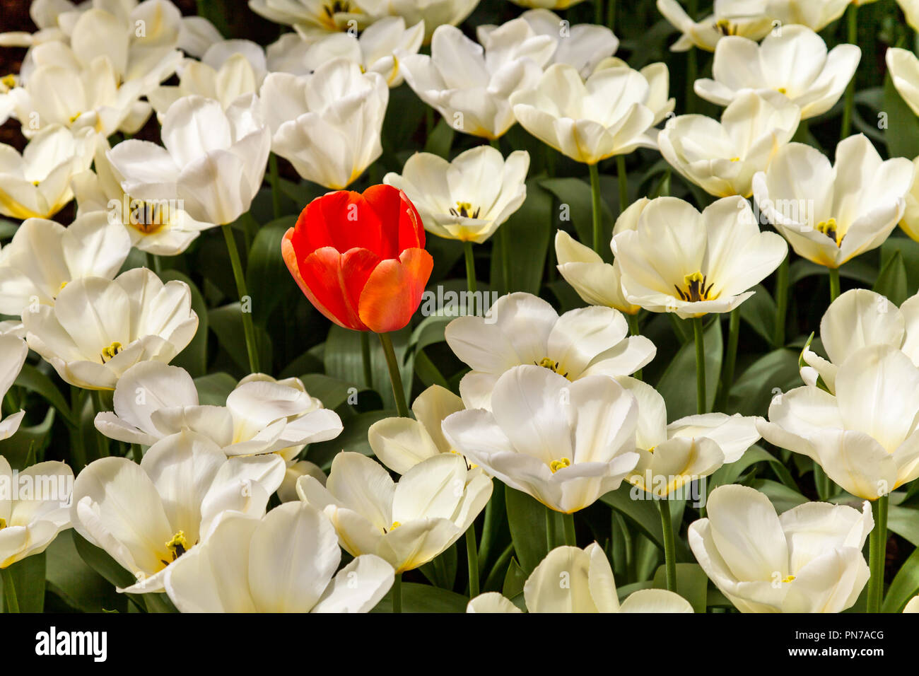Uno rosso tulip essendo diversi tra molti tulipani bianco Foto Stock