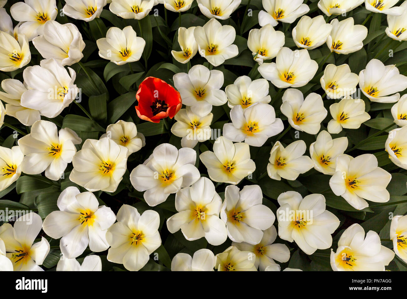 Uno rosso tulip essendo diversi tra molti tulipani bianco Foto Stock