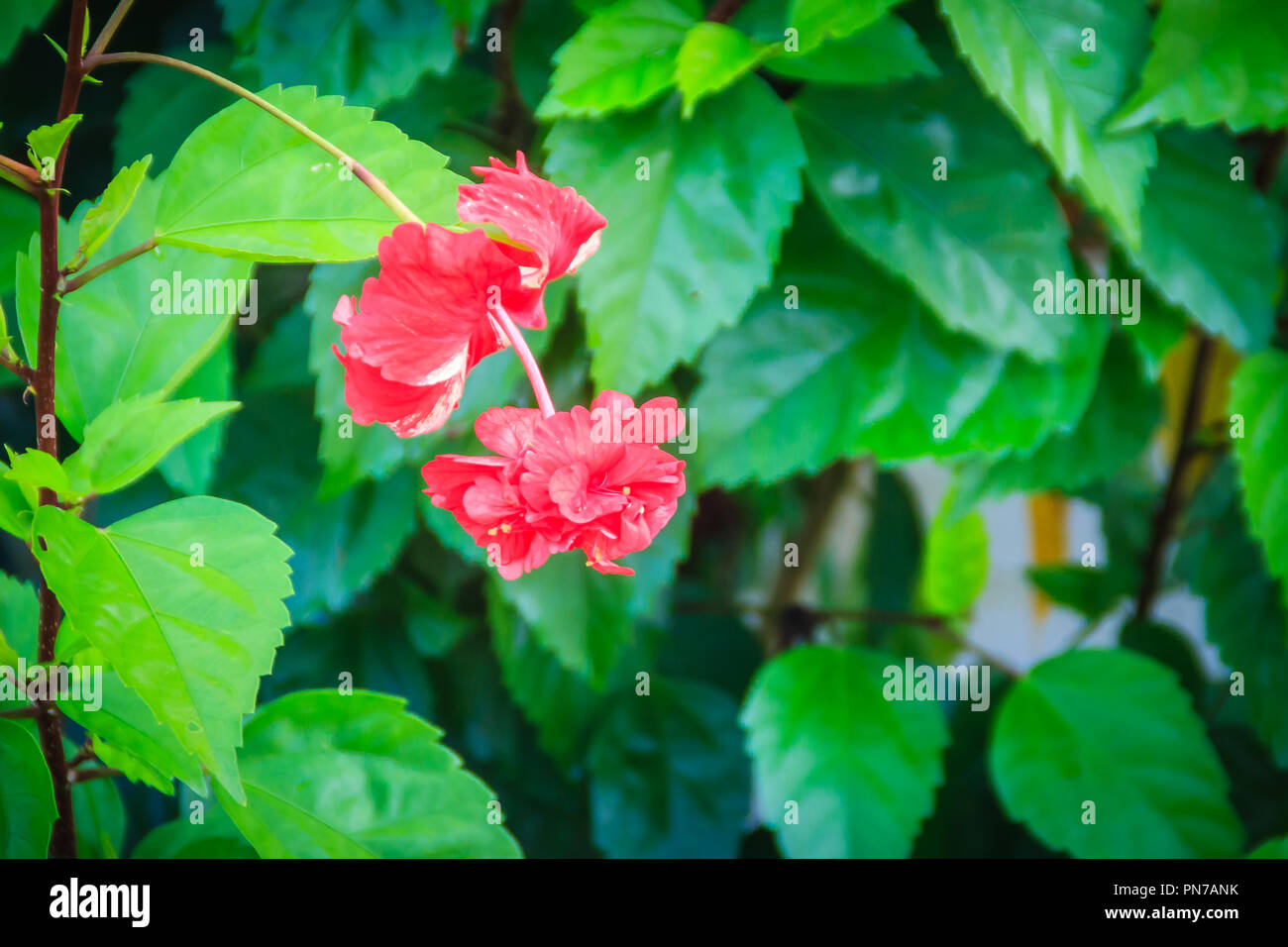 Doppio rosso vermiglio petalo di fiore di Hibiscus ibridi rosa-sinensis,  noto anche come il cinese hibiscus, Cina rose, Hawaiian ibisco e  shoeblackplant Foto stock - Alamy