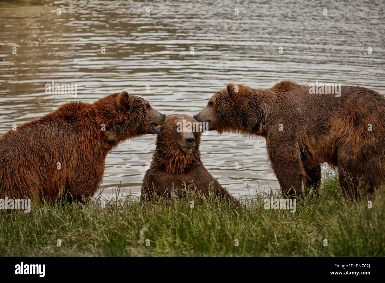 I tre orsi di mangiare le orecchie o raccontare segreti lungo la riva Foto Stock
