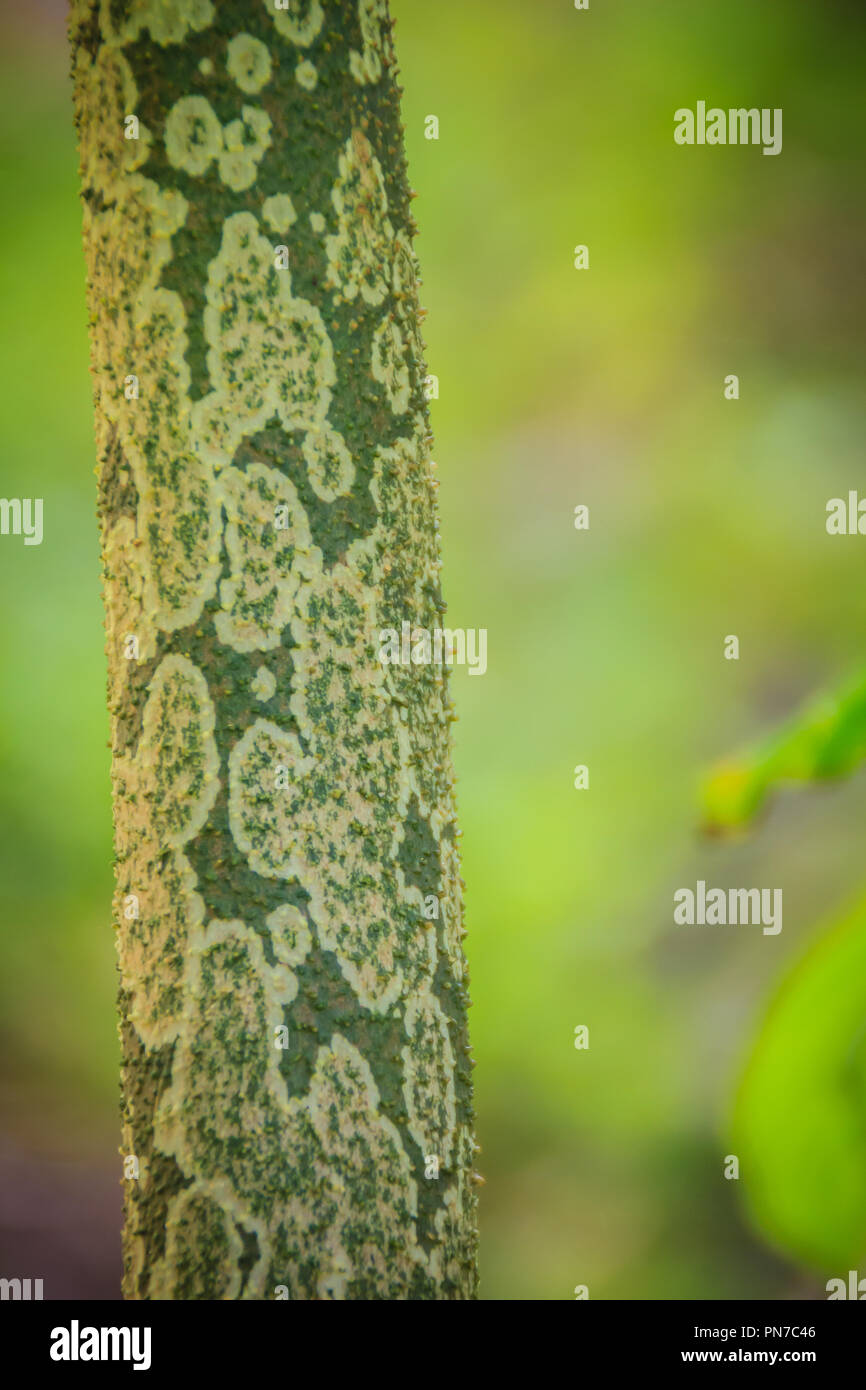 Pattern sul tronco di Konjac (Amorphophallus konjac) nella foresta, noto anche come konjak, konjaku, konnyaku patata, devil's tongue, voodoo lily, snake palm Foto Stock