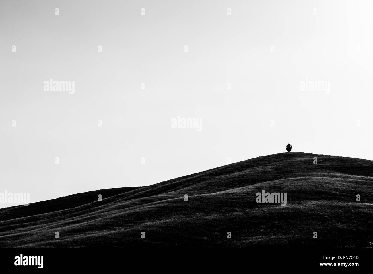 Tipica Toscana (Val d'Orcia) orizzontale con un isolato cipresso su una curva collina nel mezzo di erba Foto Stock