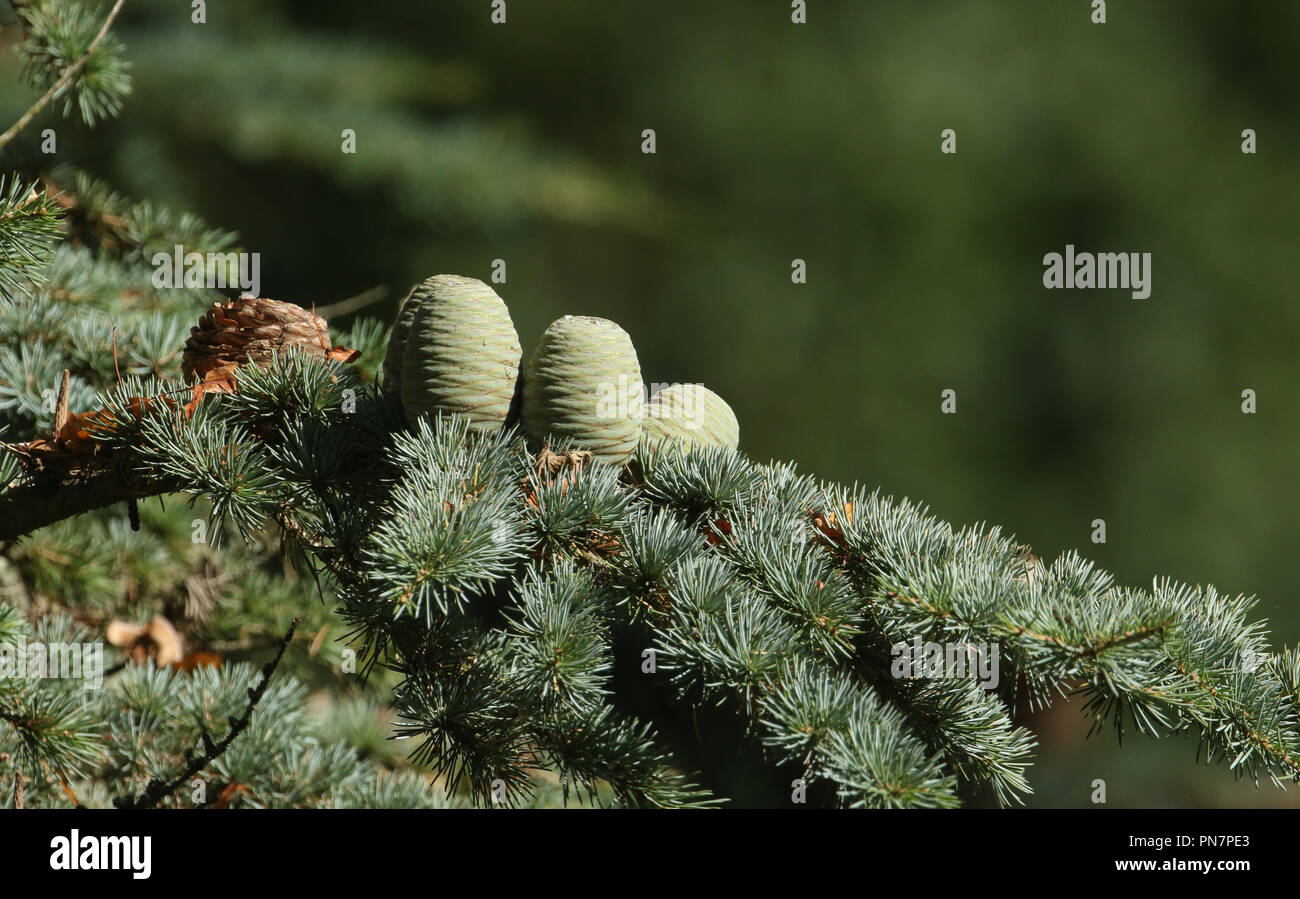 Coni che cresce su un ramo di un albero di cedro (Cedrus libani) Cedro del Libano o cedro del Libano nel Regno Unito. Foto Stock