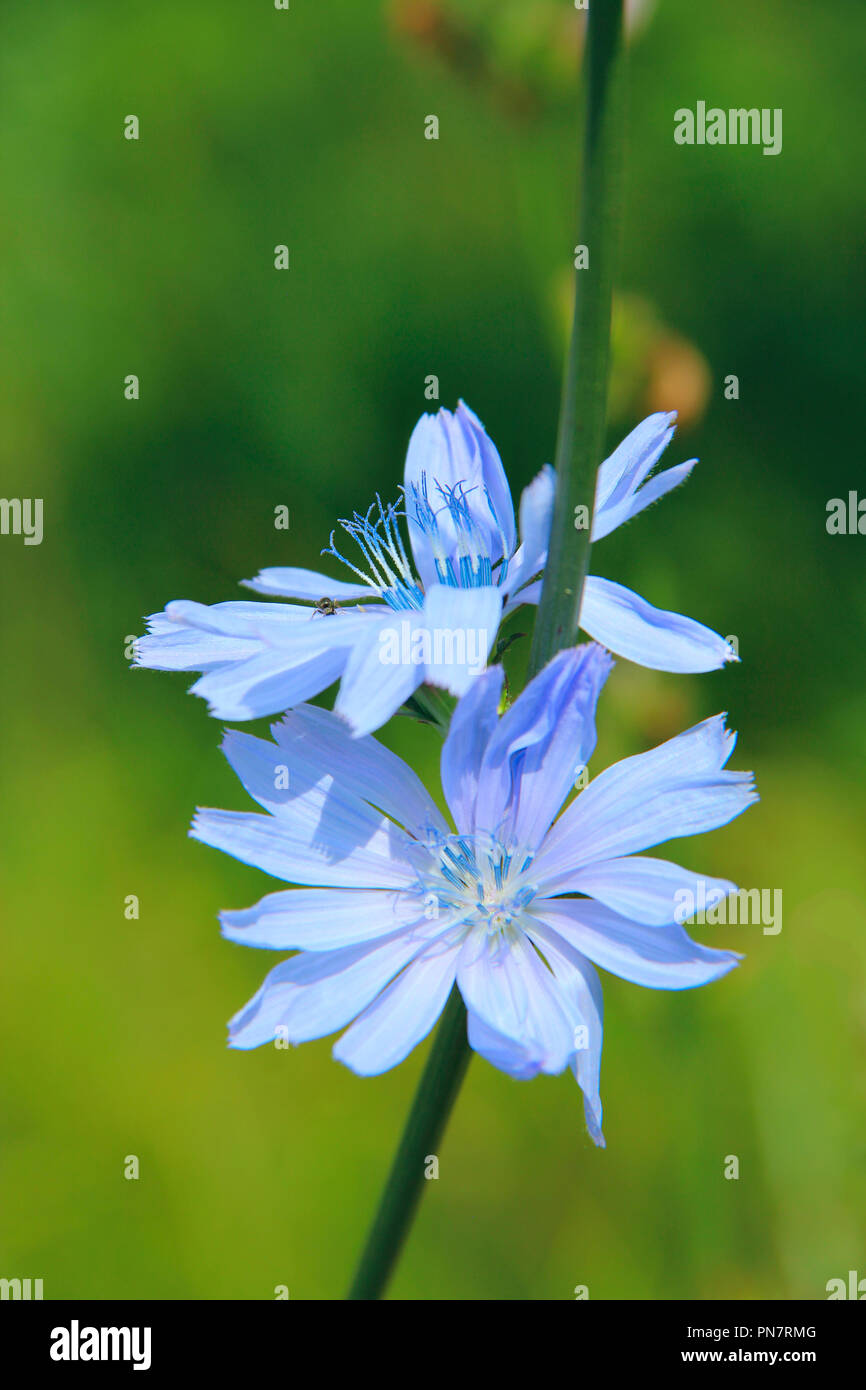 Coppia di fiori blu di Cichorium che fiorisce in estate closeup. Fiori medicinali crescono vicino a strada nel campo. Piante medicinali Foto Stock