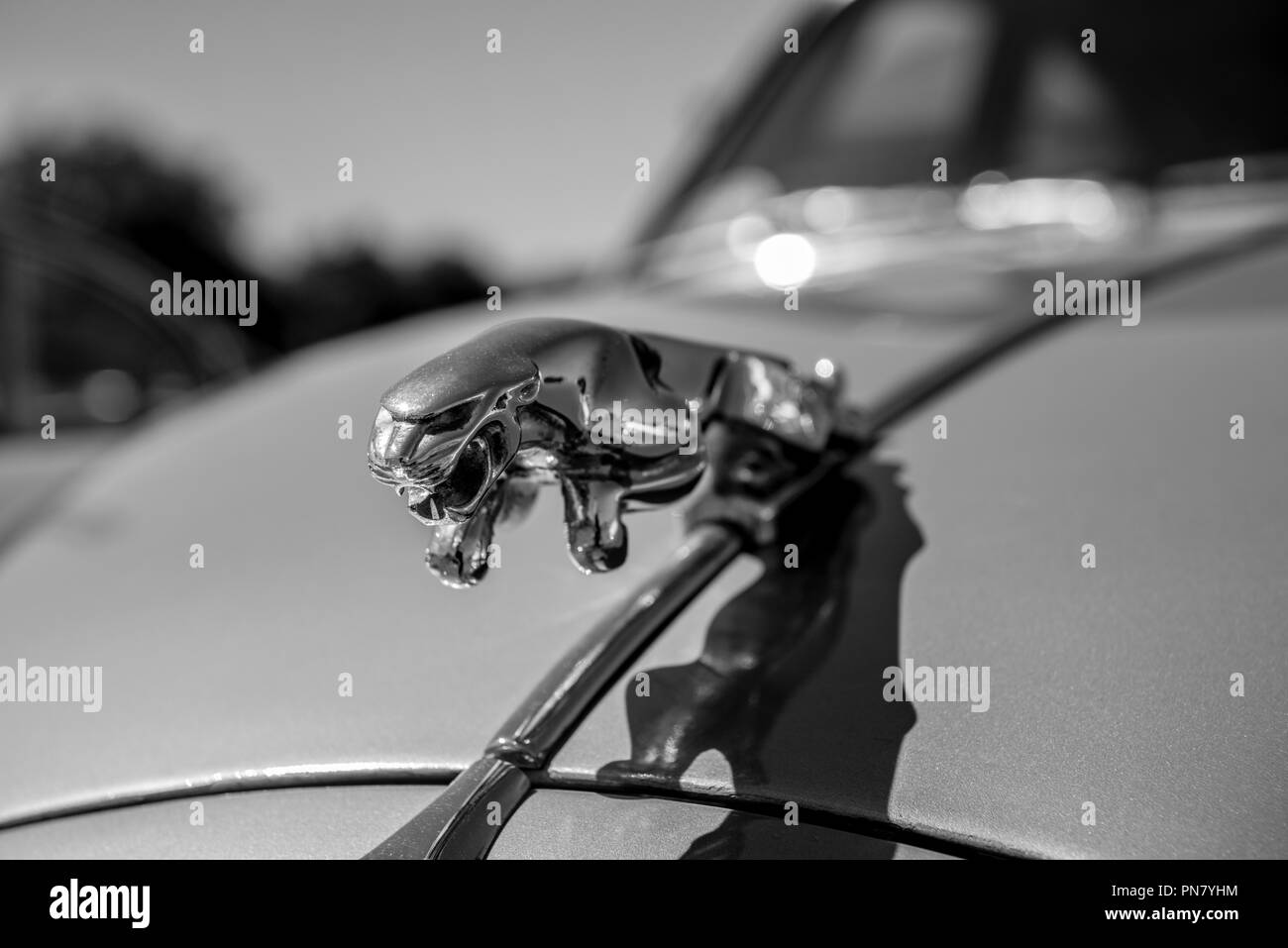 Saltando Jaguar Badge del cofano Foto Stock
