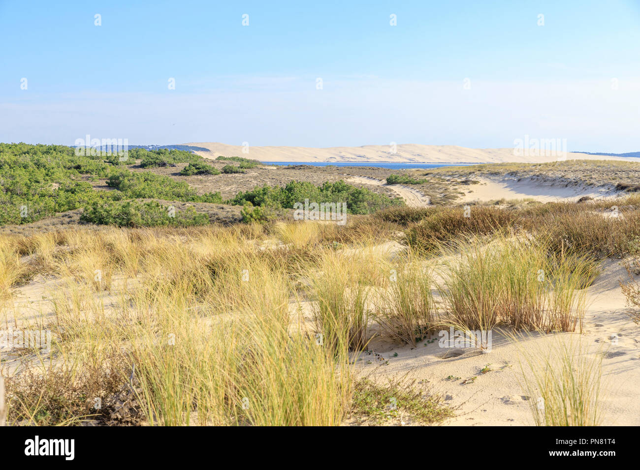 Francia, Gironde, Cote d'Argent, Parc naturel marin du Bassin d'Arcachon (Arcachon Bay Marine Parco Naturale), Lege Cap Ferret, dune vegetazione e la Foto Stock