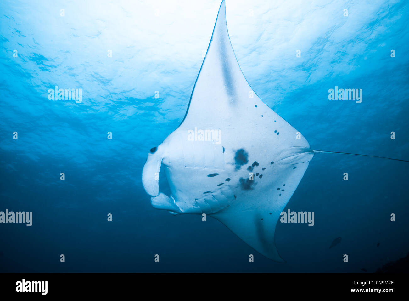 Manta ray. nuotare nell'oceano blu. Isola di Yap Gli Stati Federati di Micronesia Foto Stock