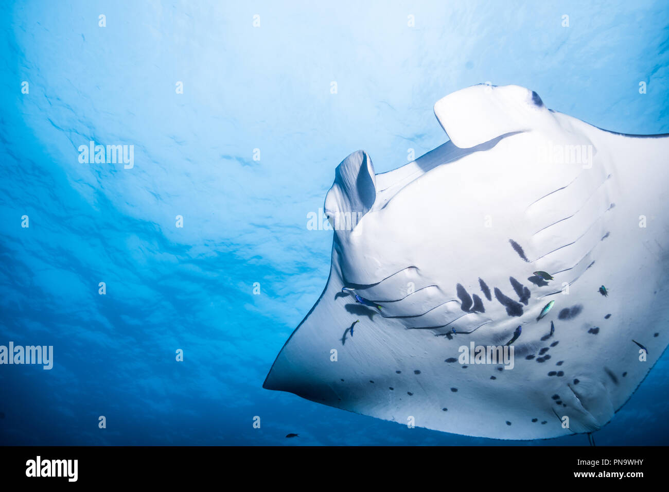 Manta ray. nuotare nell'oceano blu. Isola di Yap Gli Stati Federati di Micronesia Foto Stock