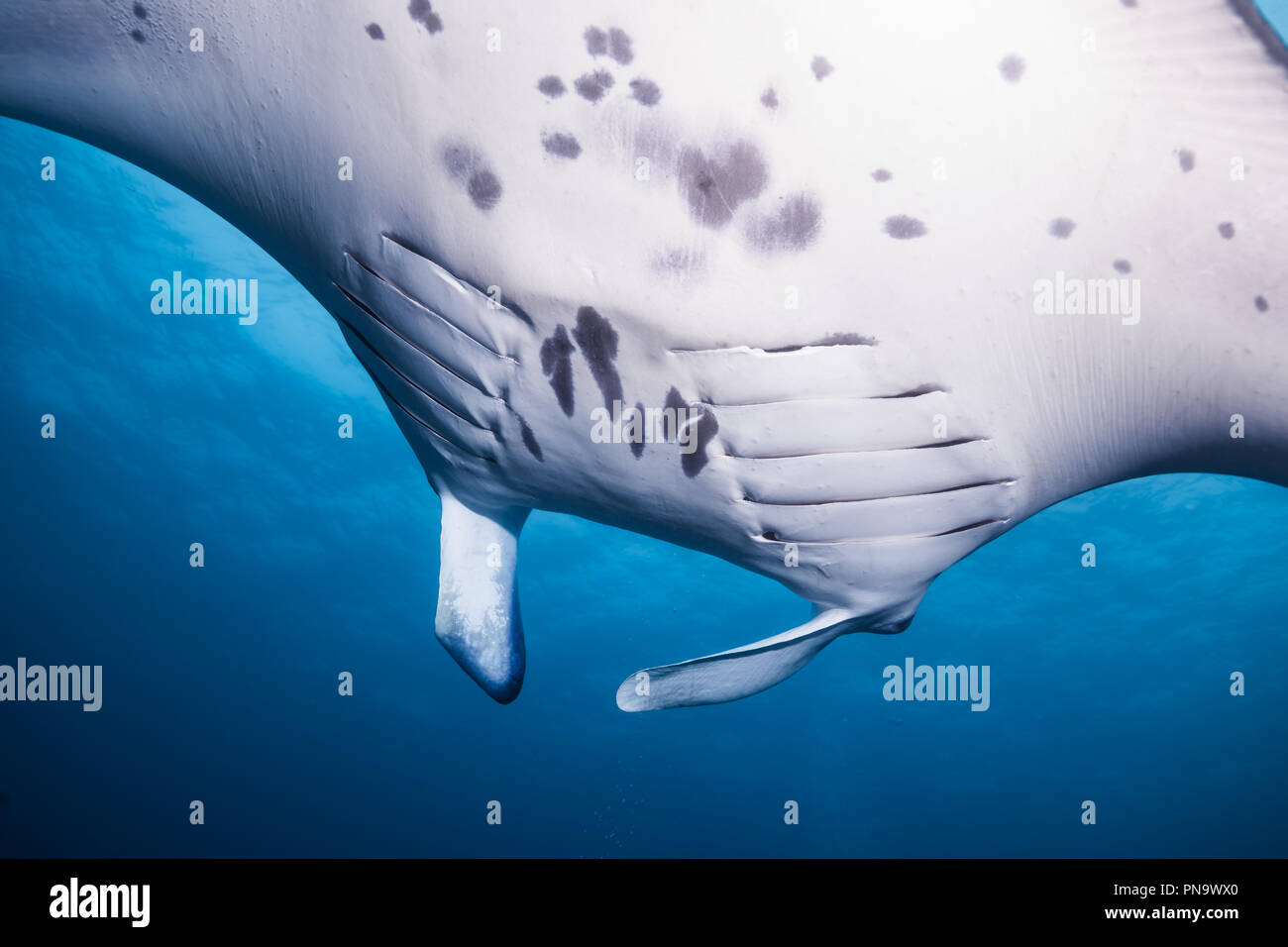 Manta ray. nuotare nell'oceano blu. Isola di Yap Gli Stati Federati di Micronesia (close up) Foto Stock
