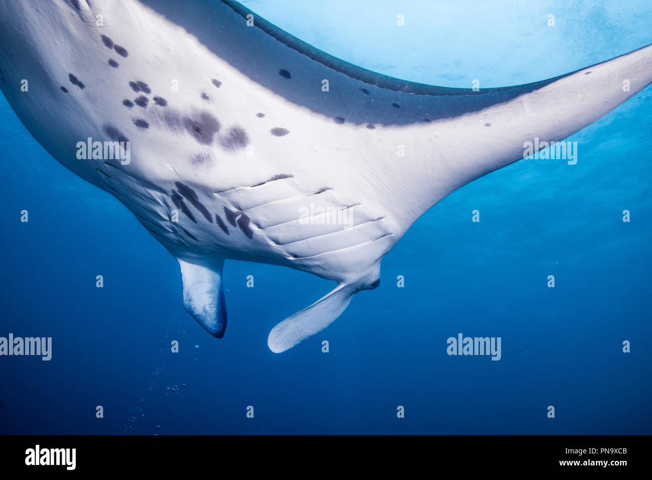 Manta ray. nuotare nell'oceano blu. Isola di Yap Gli Stati Federati di Micronesia (close up) Foto Stock