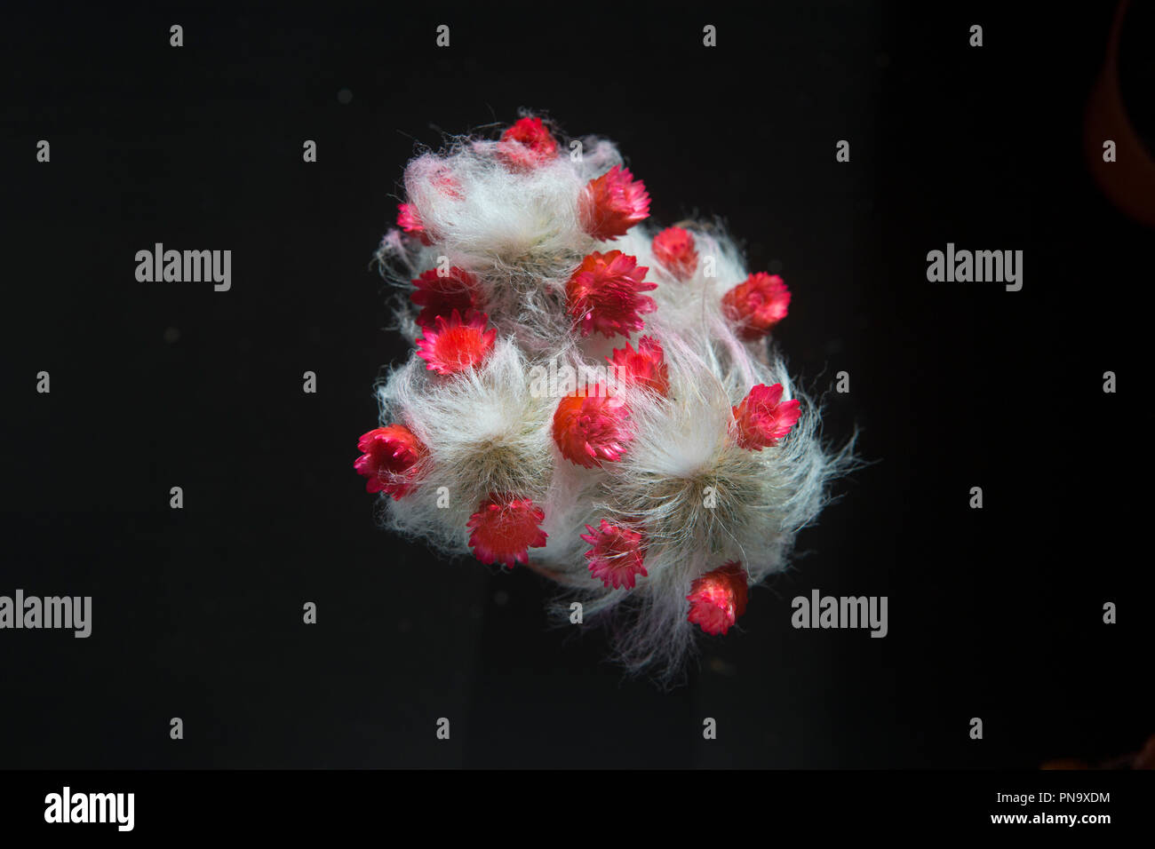 Soffici cactus Foto Stock