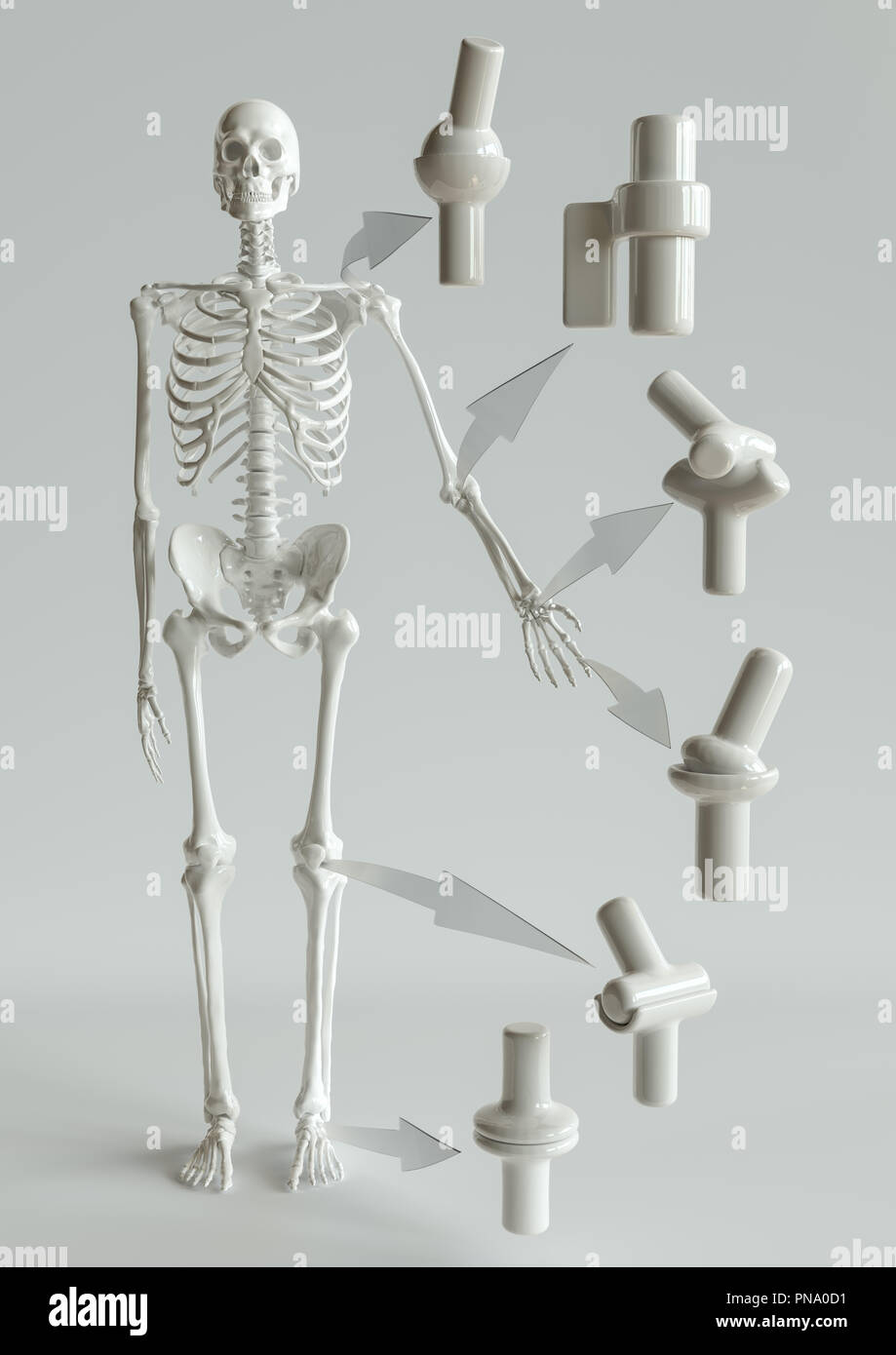 I tipi di giunti su lo scheletro umano - il rendering 3D Foto Stock