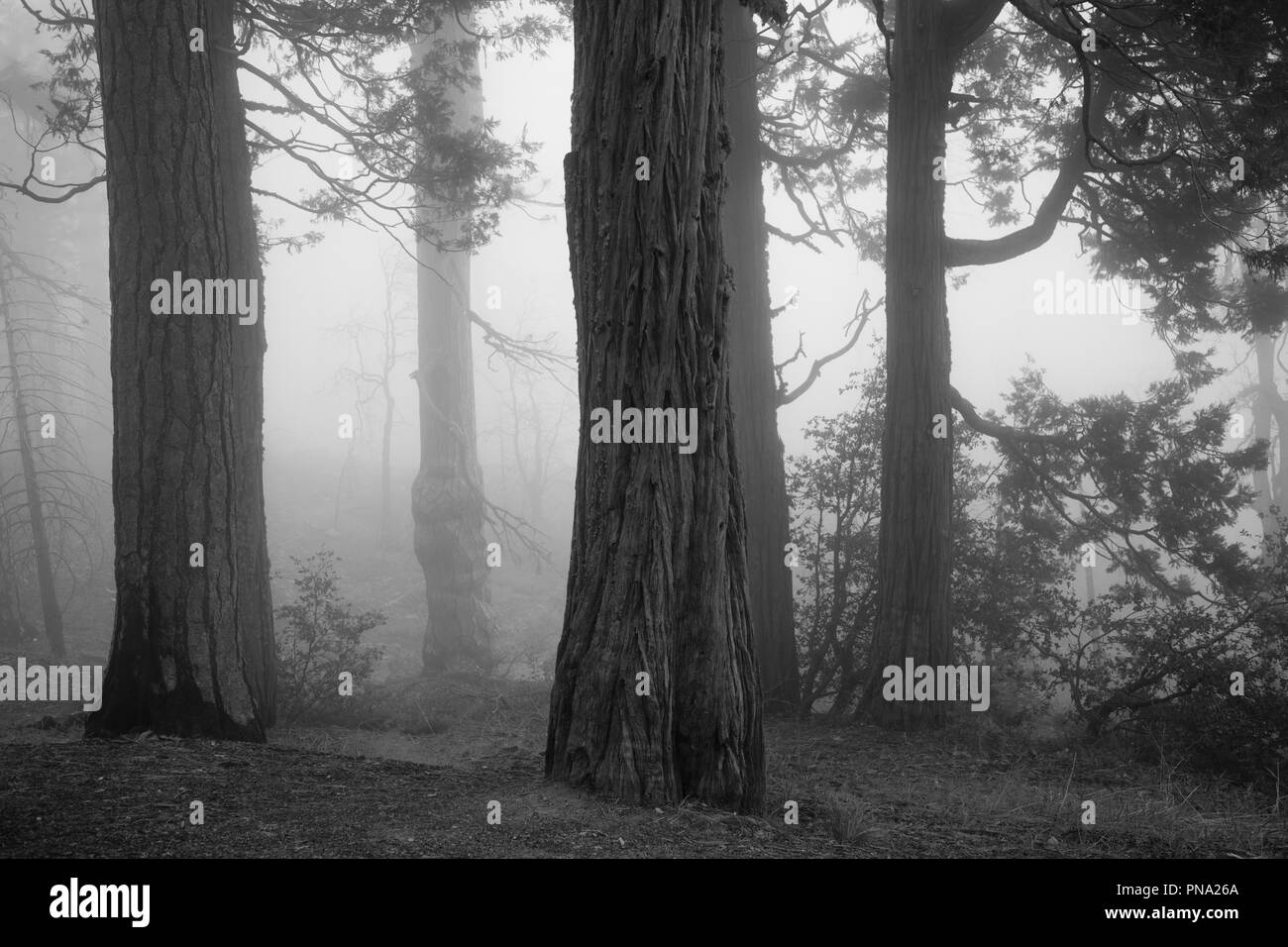 Spooky foresta con nebbia e vecchi alberi nel Parco Nazionale di Yosemite Foto Stock